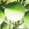 香玉苹果