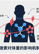 激素对体重的影响