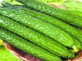黄瓜的营养价值与食用功效
