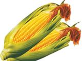 玉米的营养价值与食用功效