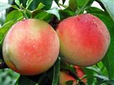 水蜜桃的营养价值与食用功效