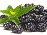黑莓的营养价值与食用功效