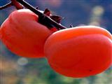 秋季吃柿子的五项注意事项