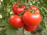 西红柿挑不对危害健康 三招教你选西红柿