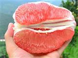 红心柚子营养价值高可多吃