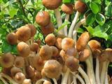 茶树菇的功效与食用禁忌