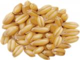 小麦的功效与作用及食用方法