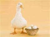 鸭蛋的营养价值及功效与作用  鸭蛋搭配禁忌