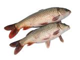 鲤鱼的营养价值与功效作用及食用方法