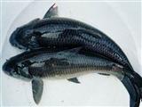 青鱼的营养价值与功效作用及食用方法