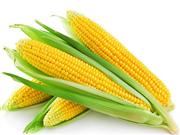 多吃玉米能促进脑部发育