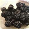 blackberries