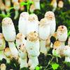 鸡腿菇(干)
