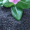 芝麻籽(黑)