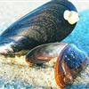 海螺