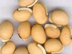 扁豆