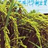 晚籼(特等)