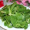 鸡毛菜