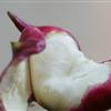菱角(老)