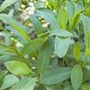 扁蓄菜