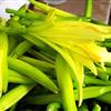 黄花菜