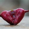 菱角