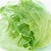 生菜(团叶)