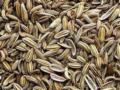 茴香籽