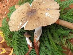 鸡枞花