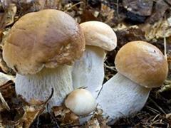 白牛肝菌