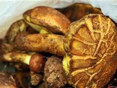 黄皮牛肝菌