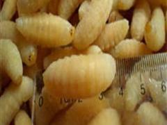 蜂蛹(油蜂)
