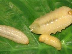 蜂蛹(大黄蜂)