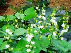 白扁豆花