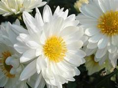 白菊花