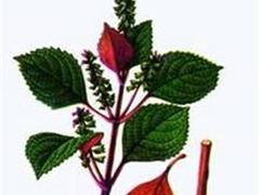 苏梗