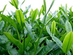 铁观音茶(茶叶本身)