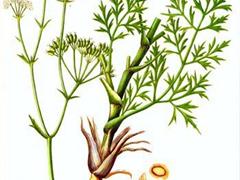 防风草