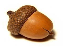 橡实