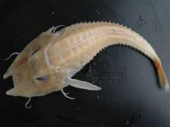 黄魴