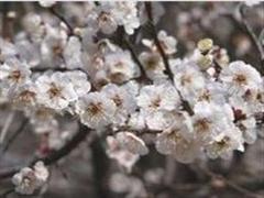 白梅花