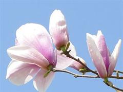 玉兰花瓣