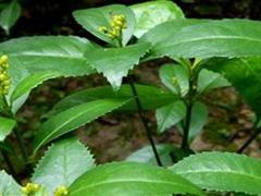 九节茶