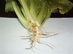 干白菜根