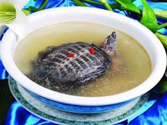 清炖甲鱼