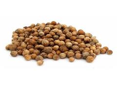 GFRESH 极鲜 芫荽籽