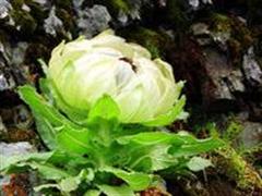 雪莲花