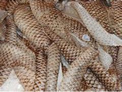 鱼皮（淡水）