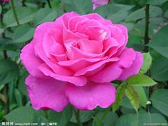 月季花