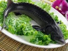 鲟鱼